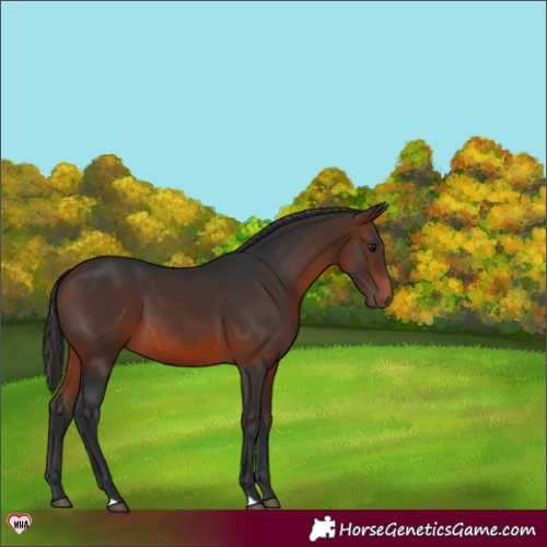 Horse Color:Brown 
