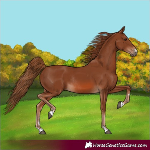 Horse Color:Chestnut Rabicano 