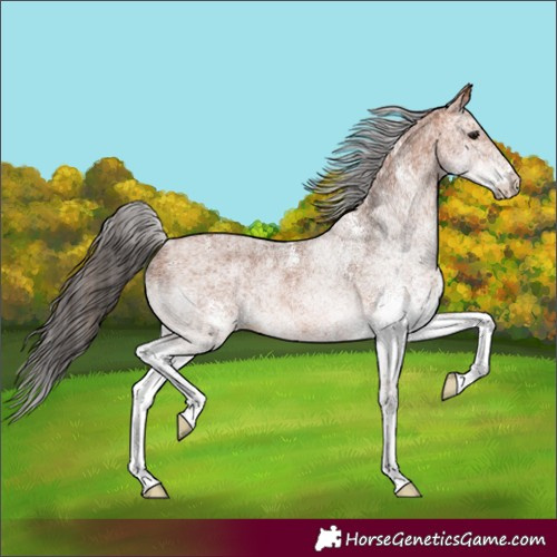 Horse Color:White Spotted Bay Rabicano 