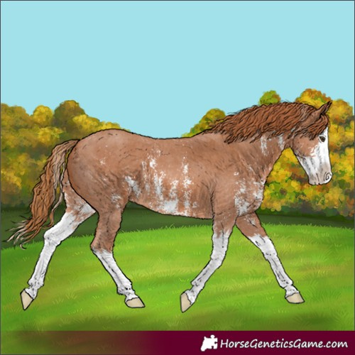 Horse Color:Chestnut Sabino Splash 