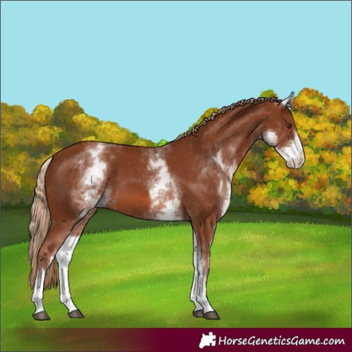 Horse Color:White Spotted Chestnut 