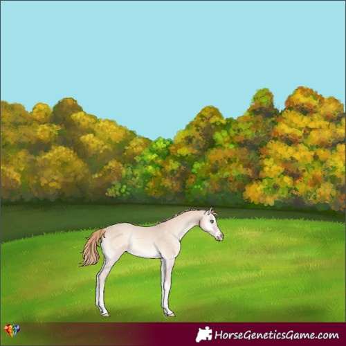Horse Color:Perlino Onyx 