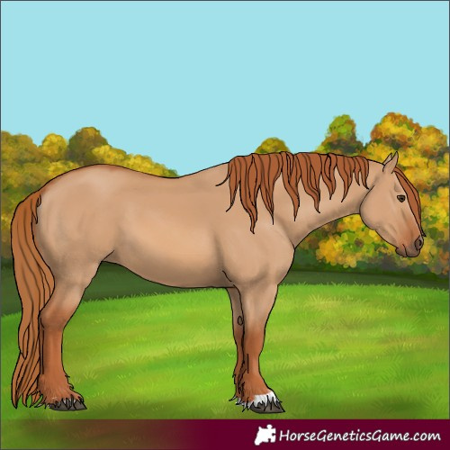 Horse Color:Red Dun 