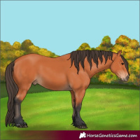 Horse Color:Bay 