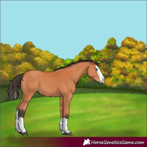 Horse Color:Bay Splash 