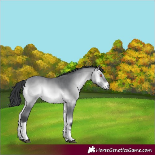 Horse Color:Bay Chinchilla Onyx Tobiano 