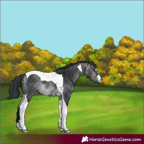 Horse Color:Bay Chinchilla Ice Tobiano 