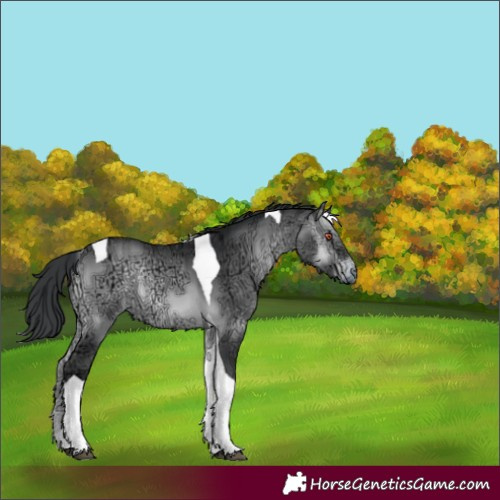 Horse Color:Brown Chinchilla Ice Onyx Tobiano 