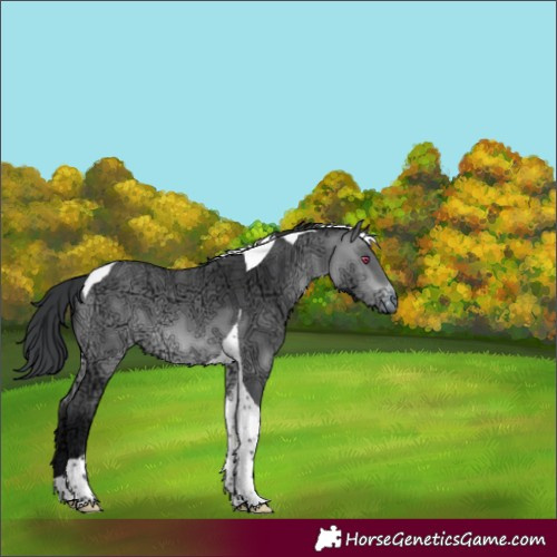Horse Color:Bay Chinchilla Ice Tobiano 