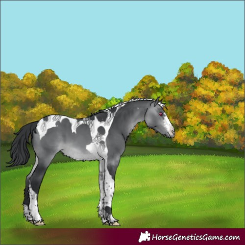 Horse Color:Brown Chinchilla Tobiano 