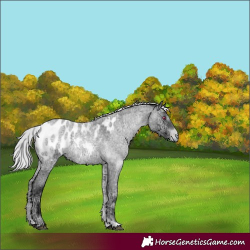 Horse Color:Silver Brown Chinchilla Ice Roan Onyx Tobiano Blanket 