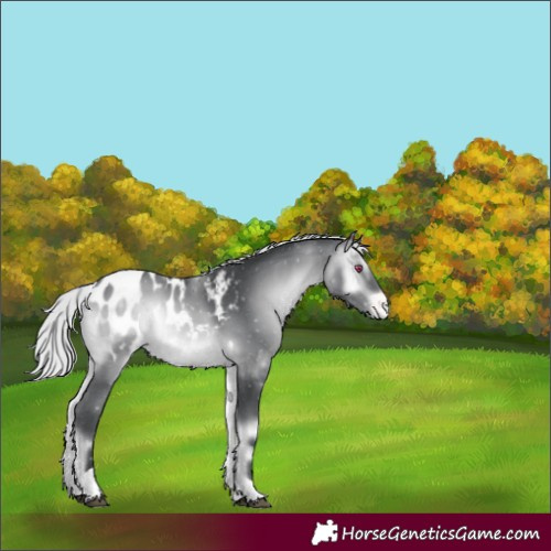 Horse Color:Silver Brown Chinchilla Onyx Tobiano Blanket 