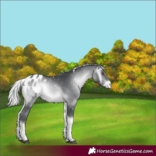 Horse Color:Silver Brown Chinchilla Onyx Tobiano Appaloosa 
