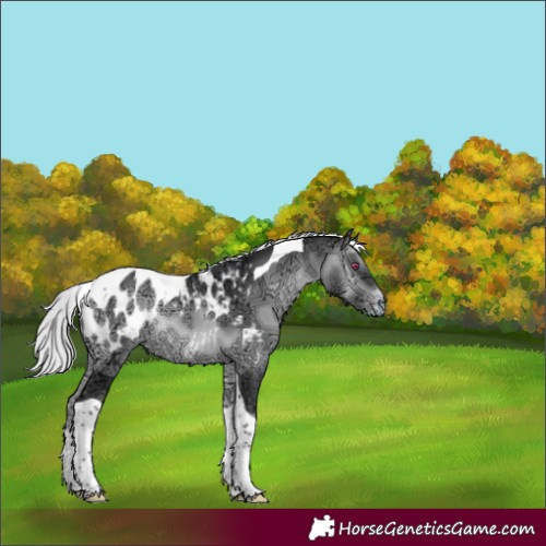 Horse Color:Silver Brown Chinchilla Ice Onyx Tobiano Appaloosa 
