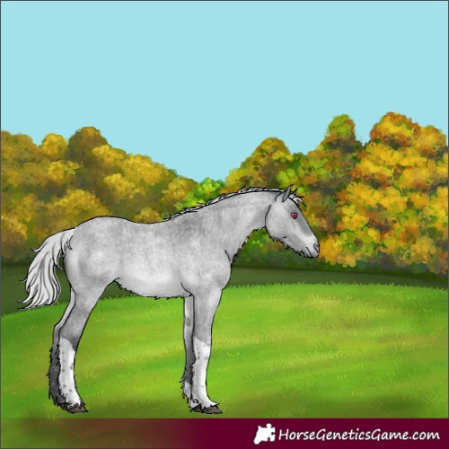 Horse Color:Silver Brown Chinchilla Roan Tobiano 