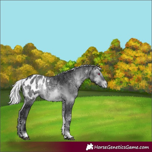 Horse Color:Silver Brown Chinchilla Ice Onyx Tobiano Blanket 