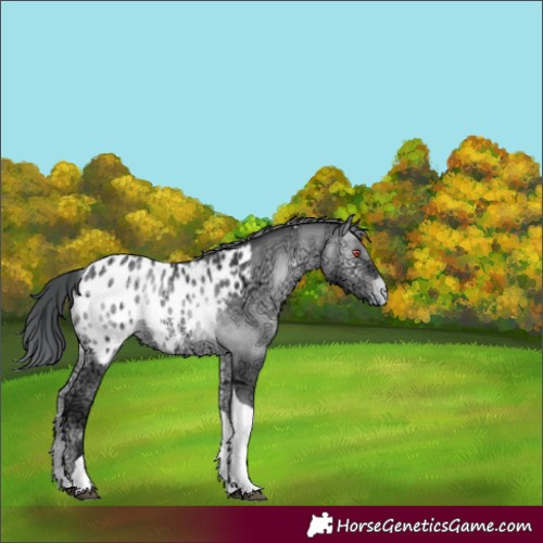 Horse Color:Bay Chinchilla Ice Onyx Tobiano Near Leopard 
