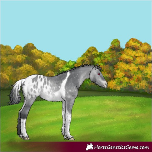 Horse Color:Bay Chinchilla Tobiano Appaloosa 
