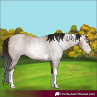 Horse Color:Gray Amber Champagne Roan Tobiano 