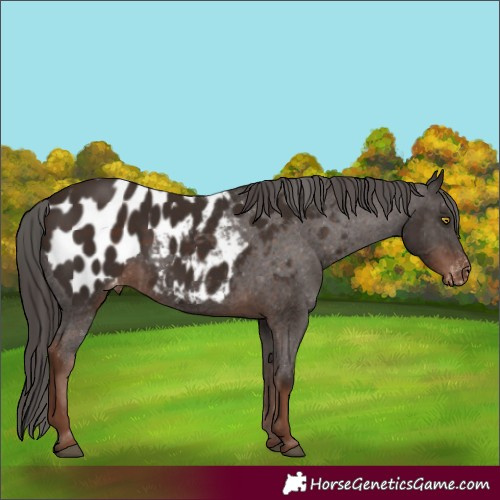 Horse Color:Liver Chestnut Appaloosa 