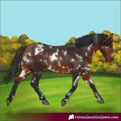 Horse Color:White Spotted Bay Rabicano 