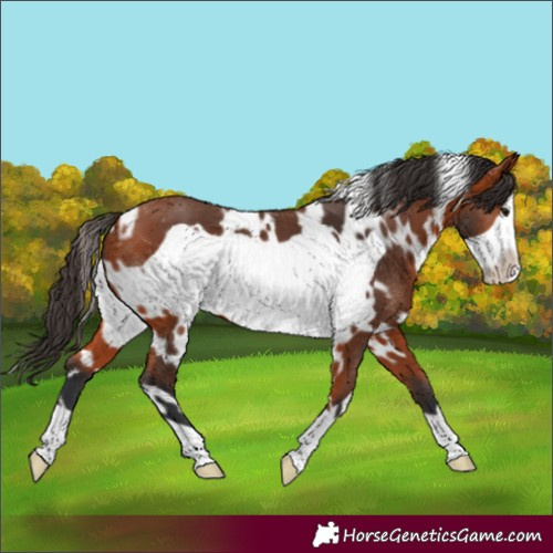 Horse Color:White Spotted Bay Frame