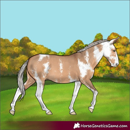 Horse Color:Silver Bay Dun Sabino 