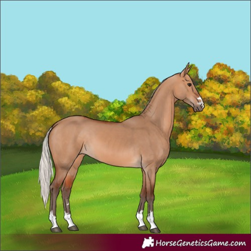 Horse Color:Silver Bay Dun