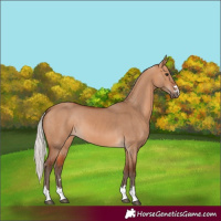 Horse Color:Silver Bay Dun