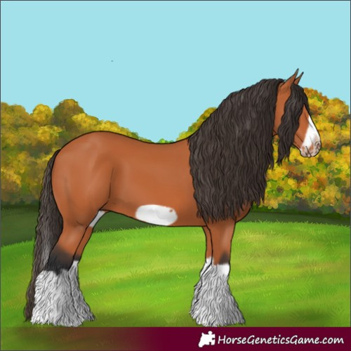 Horse Color:Bay Splash Frame