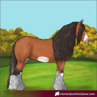 Horse Color:Bay Splash Frame 