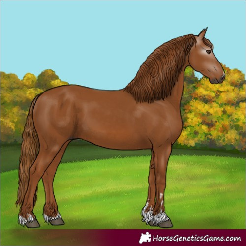 Horse Color:Gray Chestnut 