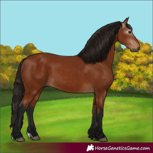 Horse Color:Gray Bay 