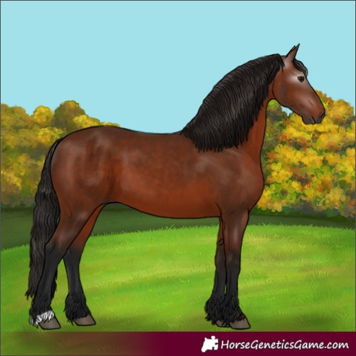 Horse Color:Gray Bay