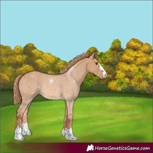 Horse Color:Unknown