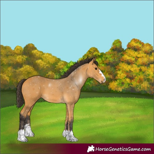 Horse Color:Unknown 