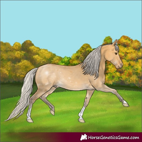 Horse Color:Silver Buckskin Dun