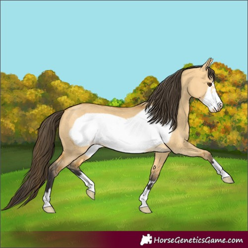 Horse Color:Buckskin Dun Frame