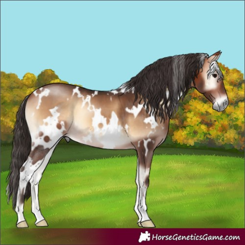 Horse Color:White Spotted Bay Onyx 