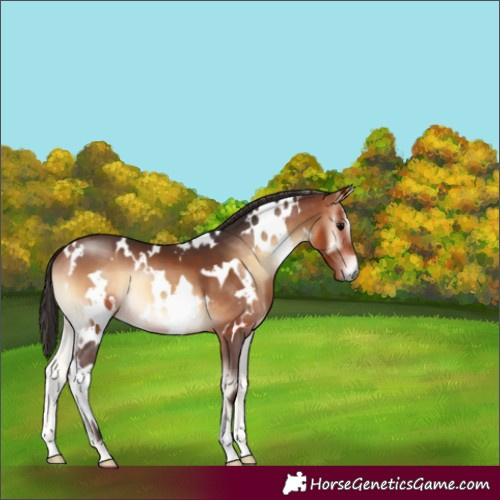 Horse Color:White Spotted Bay Onyx