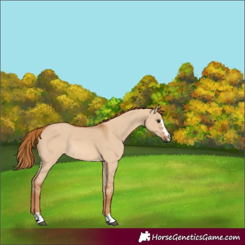 Horse Color:Unknown 