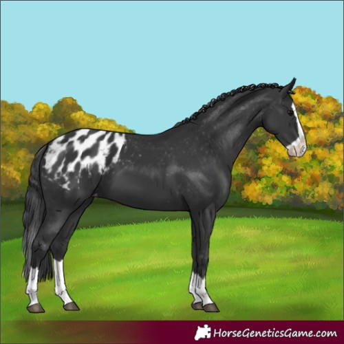Horse Color:Black Splash Appaloosa 