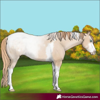 Horse Color:Smoky Black Pearl Sabino Tobiano Appaloosa Rabicano 