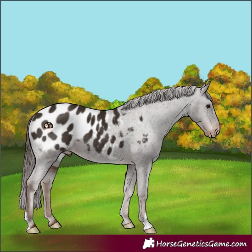Horse Color:Liver Chestnut Blanket 