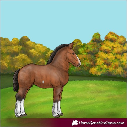 Horse Color:Bay Splash Frame 