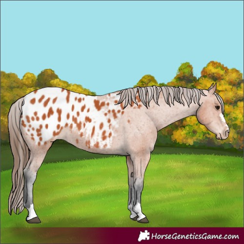 Horse Color:Bay Appaloosa 