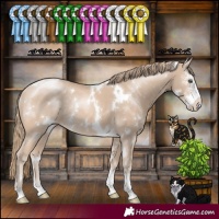 Horse Color:White Spotted Perlino Sabino Rabicano 