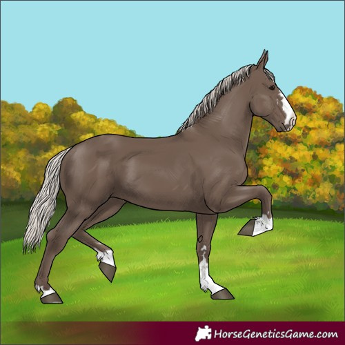 Horse Color:Unknown 