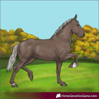 Horse Color:Silver Black 