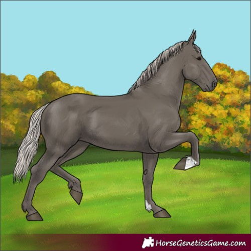 Horse Color:Silver Black